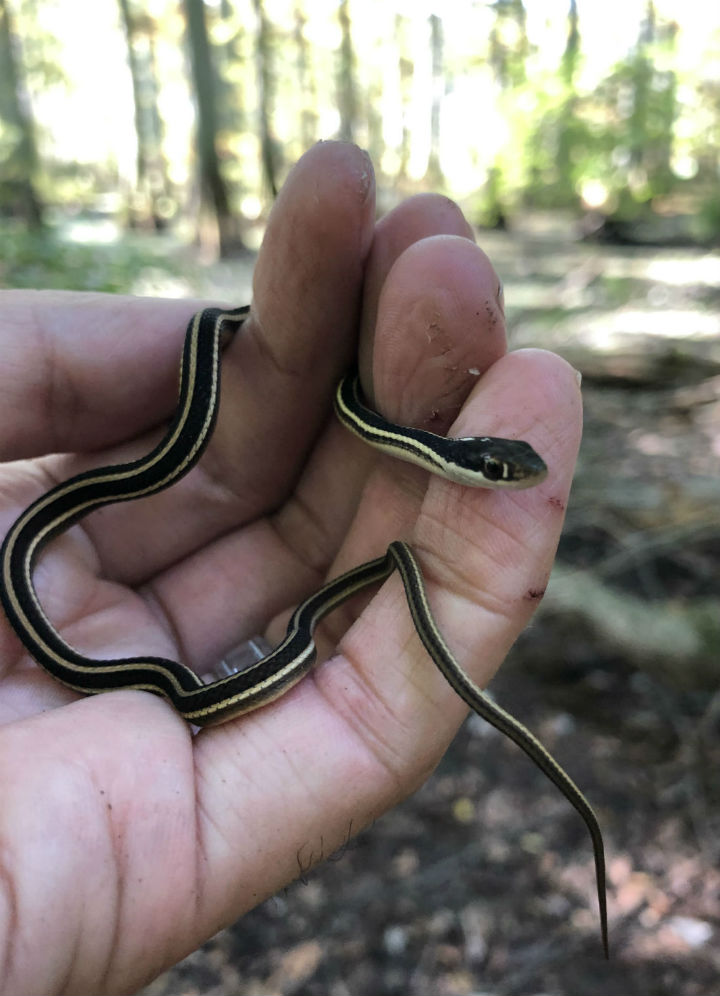 Eastern Ribbon Snake